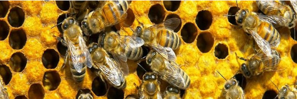 Transitin bees