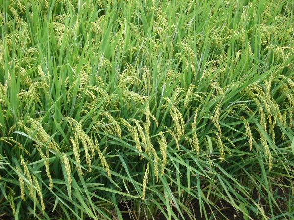 Patterns of Commoning: The System of Rice Intensification and Its ...