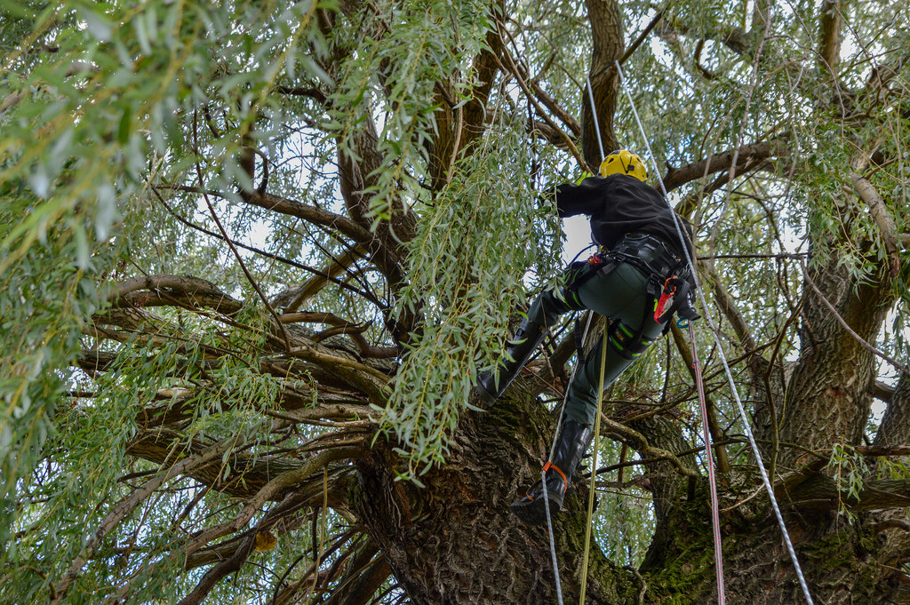 Arborists Arising: From Tree Care to Tree Camping