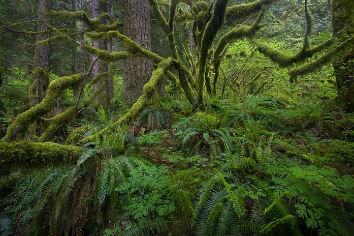 John Thackara on Sustainability, Design and Old Growth