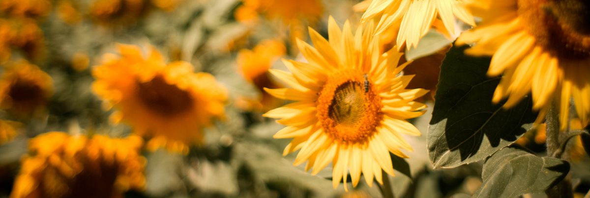 New co-operativism and the FairShares model